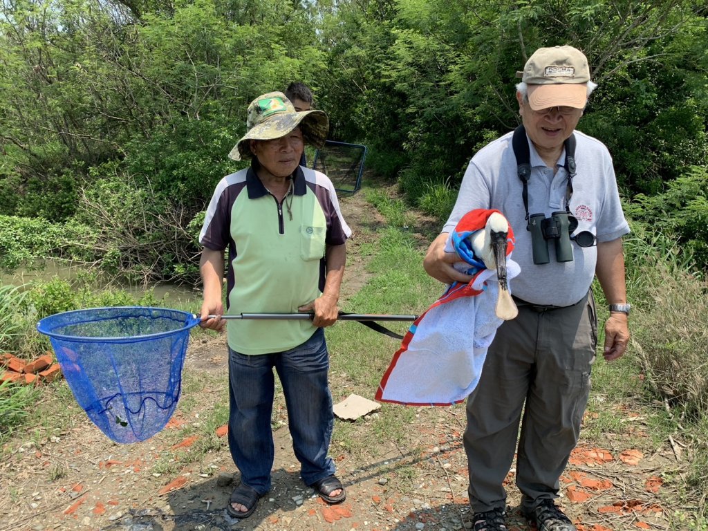 台南市生態保育學會等單位 搶救一隻上嘴喙斷半的黑面琵鷺