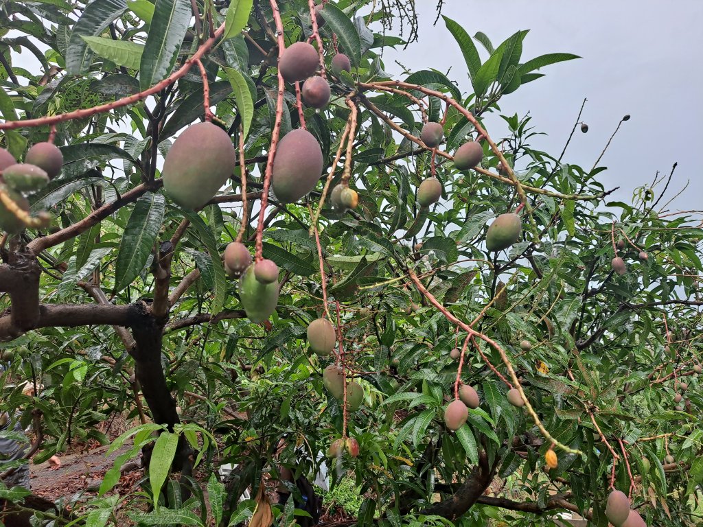 臺南市改良種芒果受2月低溫影響著果率 即日起至5月17日受理現金救助申請