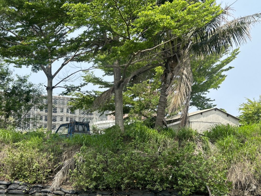 號稱台灣版亞馬遜河 四草綠色隧道因興建飯店讓自然景觀遭到破壞