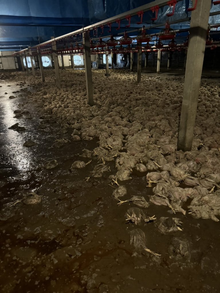 臺南市畜牧業受凱米颱風災損 7/28至8/6受理現金救助申請