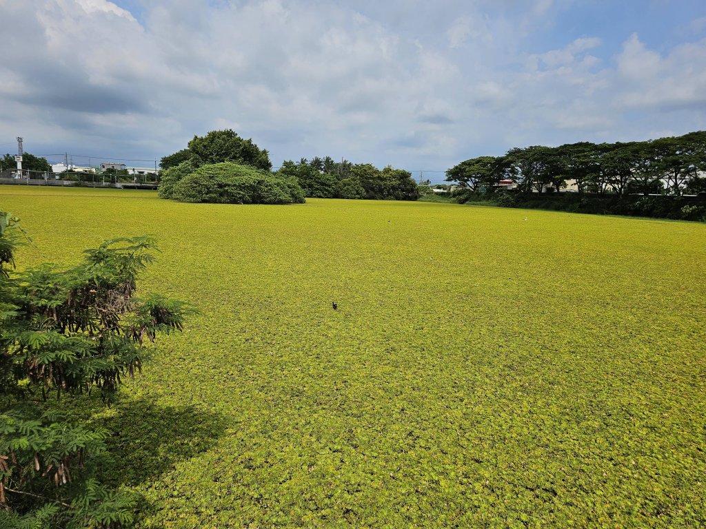 善化區東勢寮親水公園生態豐富成為賞鳥秘境