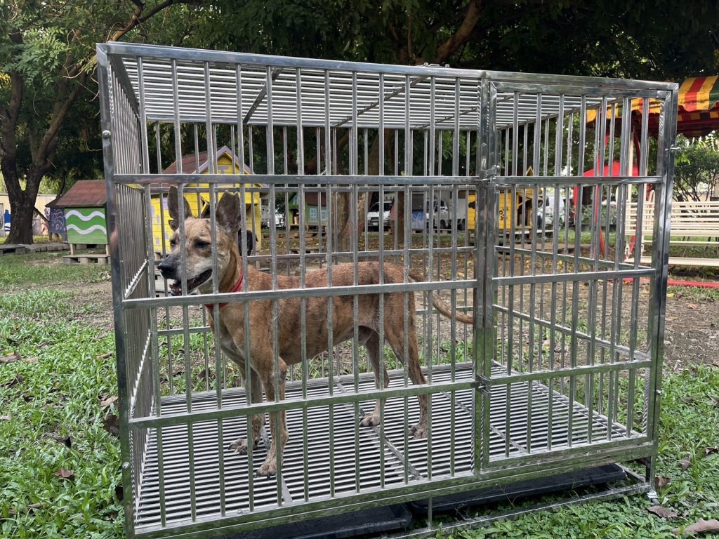 南市動保處只要認養訓練收容犬隻 就加碼贈送犬籠一座