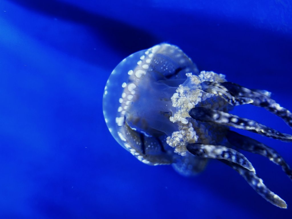 屏東海生館營運團隊與日本加茂水族館簽訂合作協定　水母復育成果豐碩