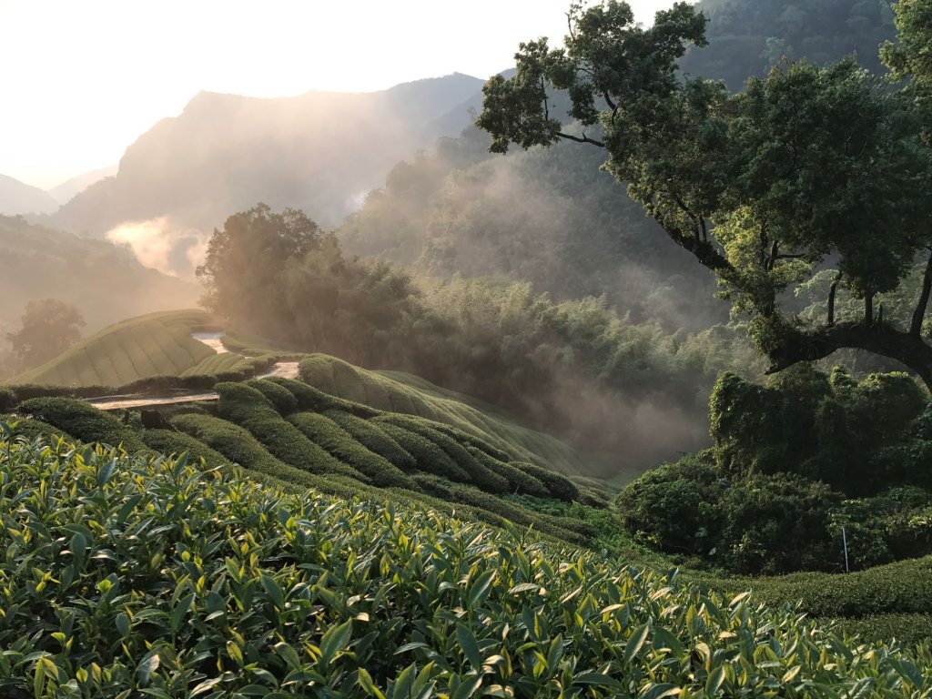 南投茶博會交通全攻略 中興警報你知