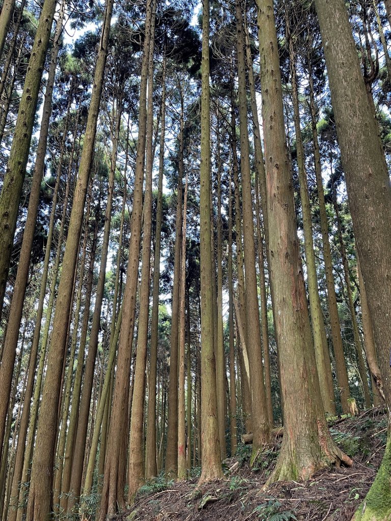 苗栗南庄加里山步道大坪段23日起恢復通行