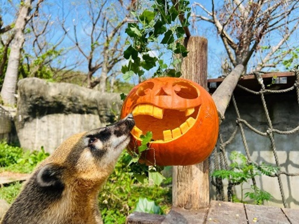 萬聖節南瓜爭霸戰，  壽山動物園巧手為動物加菜