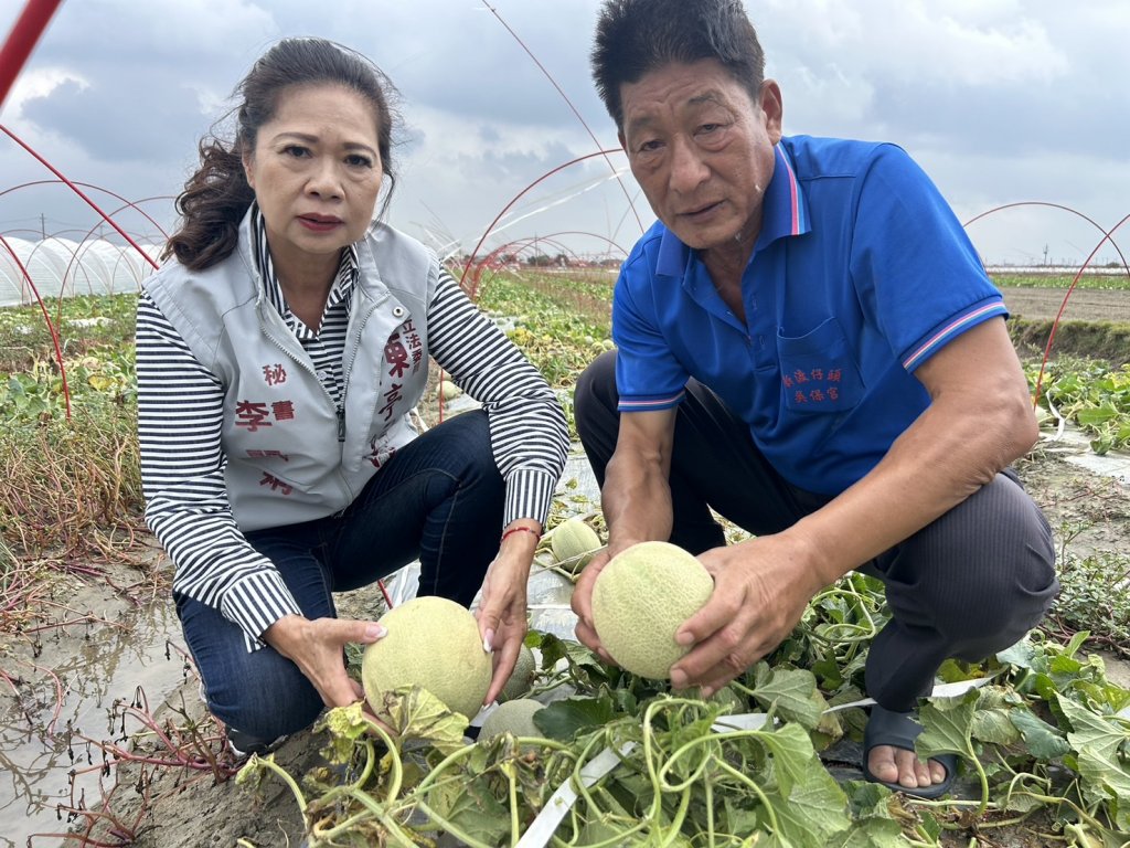 台南洋香瓜、紅蔥頭、玉米、番茄等作物災損慘重 陳亭妃要求農業部啟動天然災害救助