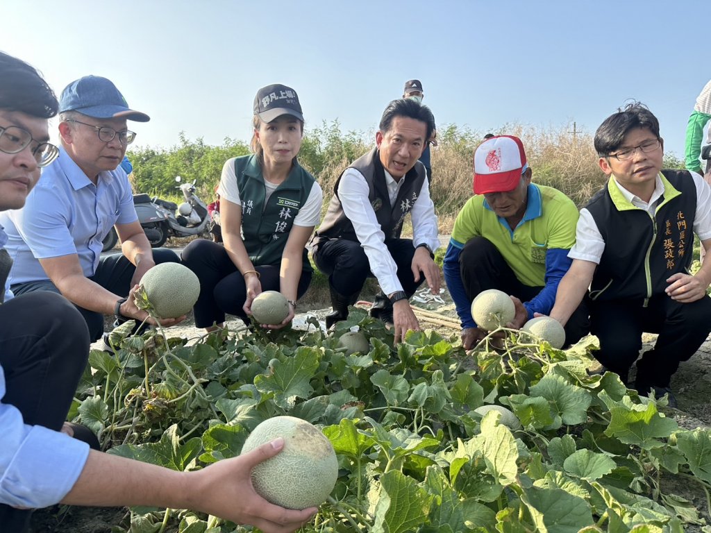 洋香瓜、胡麻受損慘 林俊憲北門、將軍會勘要求農糧署加速災損審查 減少農民損失