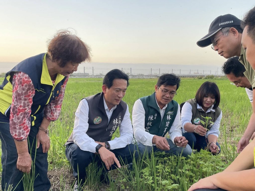 連續風災造成蕎麥等農作物災損 林俊憲要求農糧署盡快撥款協助農民恢復生產