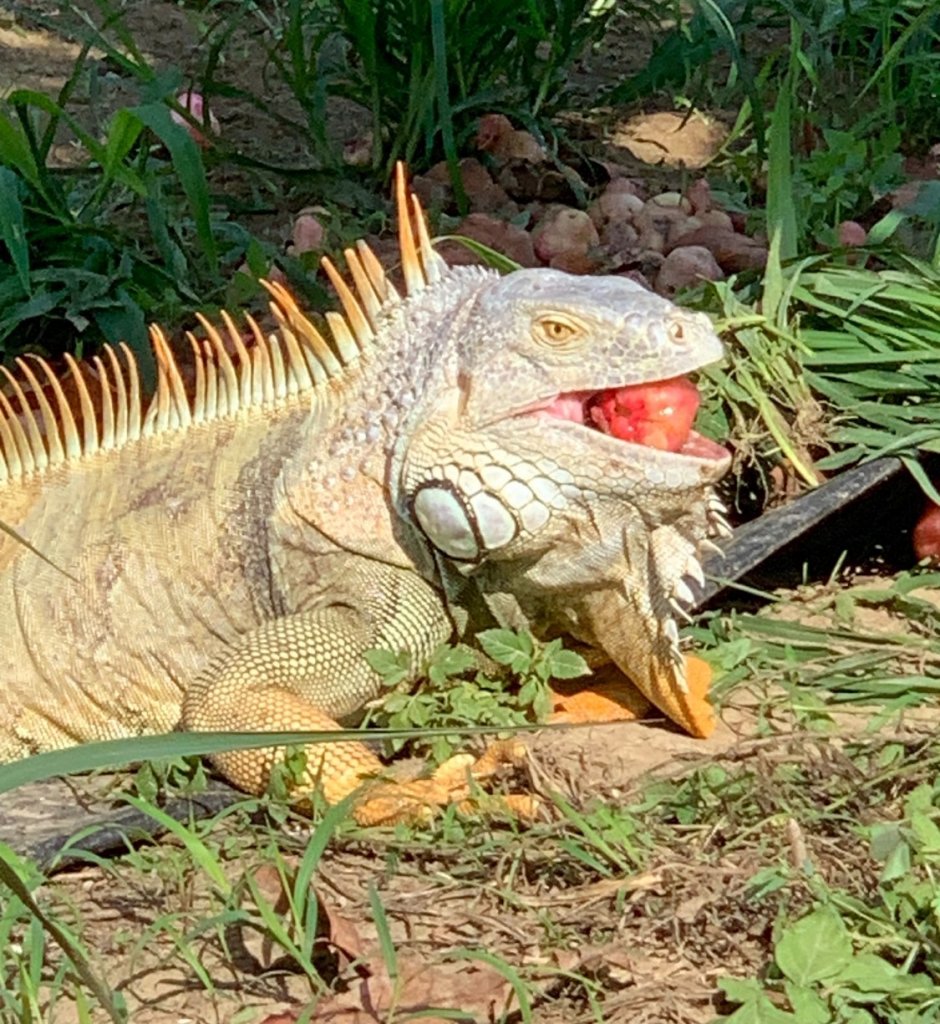 市府農業局召訓綠鬣蜥防治人員教育訓練開始報名