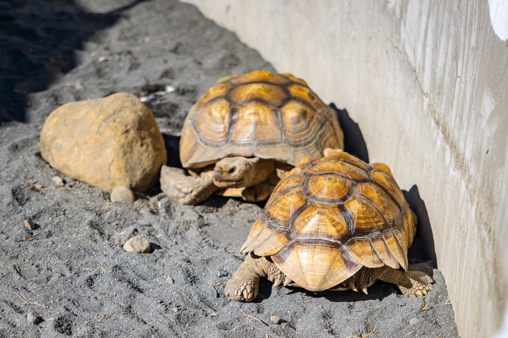 可愛動物15日前免費參觀 鹿芝谷生態園區試營運