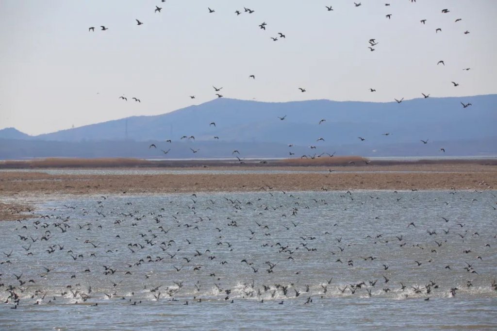 碧波蕩漾、百鳥翔集　薊州濕地推生態資源保護呈現「觀鳥大年」