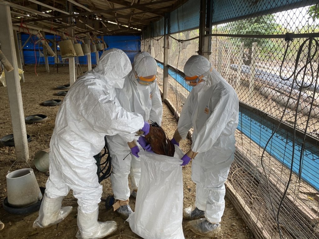 臺南麻豆土雞場主動通報禽流感 動保處即時撲殺消毒