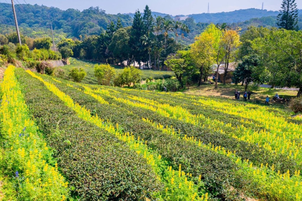 全臺最大魯冰花海桃園登場