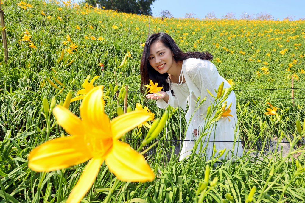 彰化花壇虎山巖金針花季開幕   母親節賞花熱潮再現