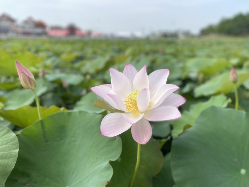 盛夏蓮香-樂遊白河 2025白河蓮花季熱鬧登場