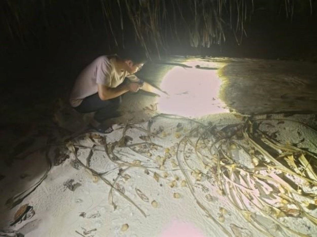 揭開國之南疆生態面紗 國海院調查太平島陸寄居蟹多樣性