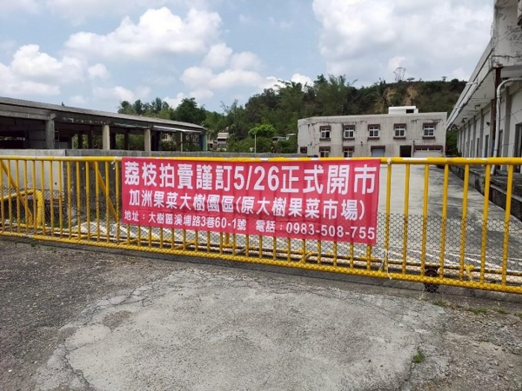  玉荷包開賣啦！ 大樹果菜市場5月26日拍賣起跑