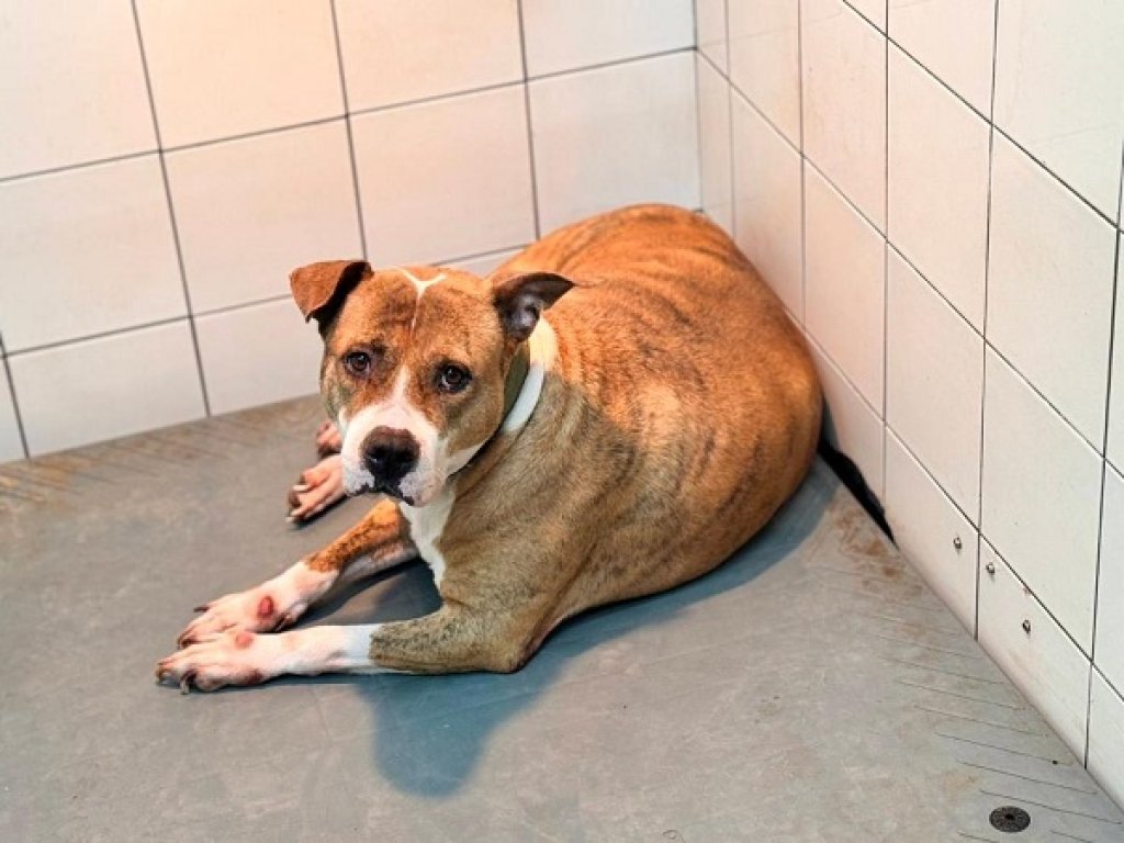 危險犬種和有攻擊紀錄犬隻外出都應依法防護 鬥牛犬、牛頭犬、日本土佐犬、紐波利頓犬、杜告犬、菲勒犬及獒犬在列