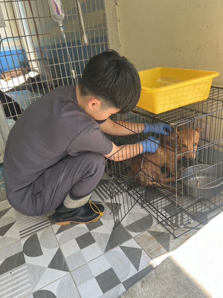 「領養代替購買」領養犬隻回家後的照護