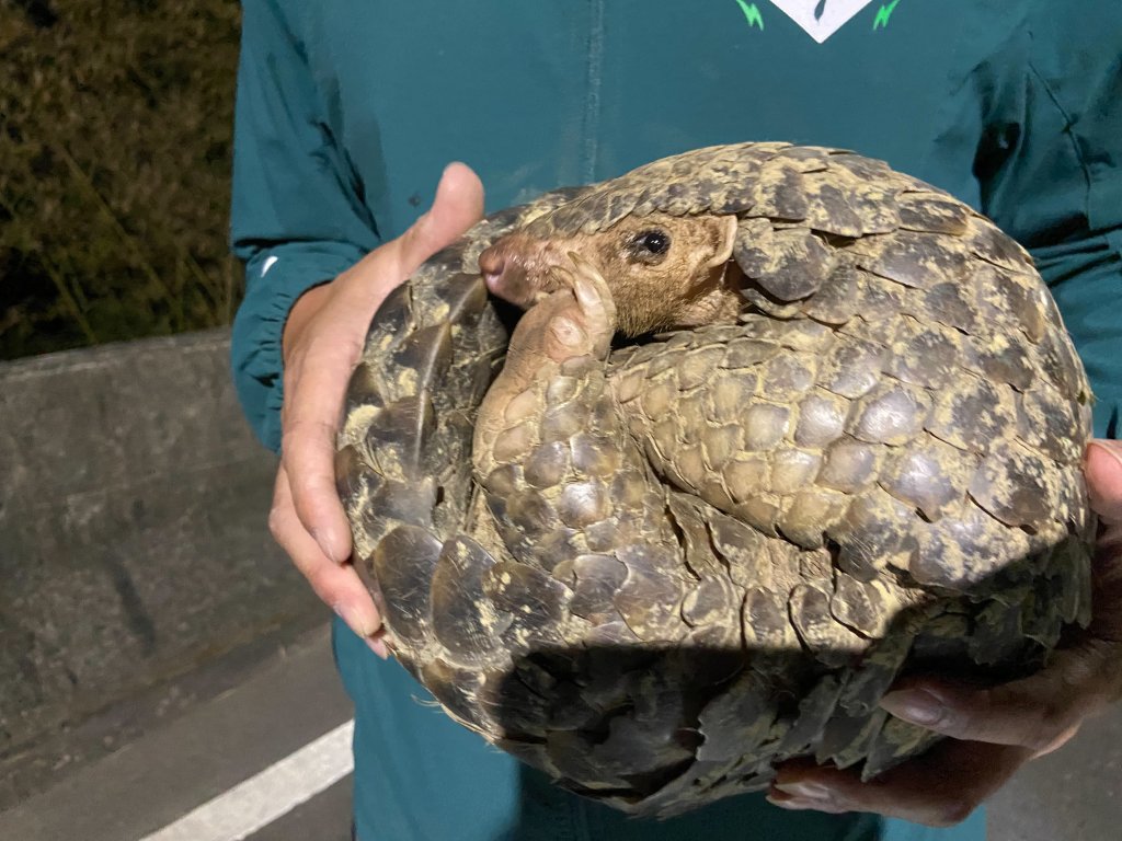 保育穿山甲生態 南市動保處積極管控遊蕩犬