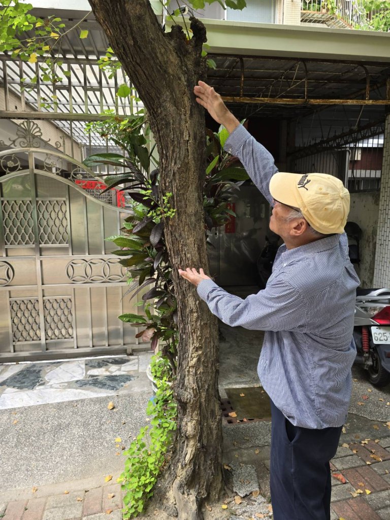 東明里怡東路86巷12號前行道樹腐朽開裂有立即危險 東區公所將進行移除