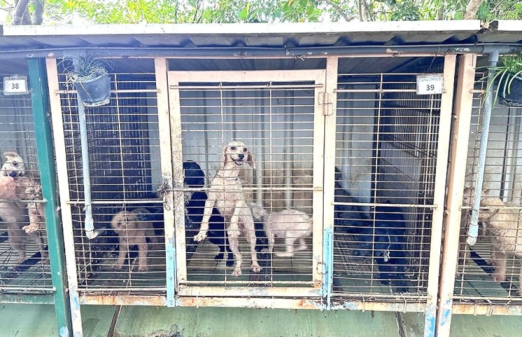 獸醫師經營繁殖場疑違法飼養　動防所依法啟動調查並將嚴正裁罰