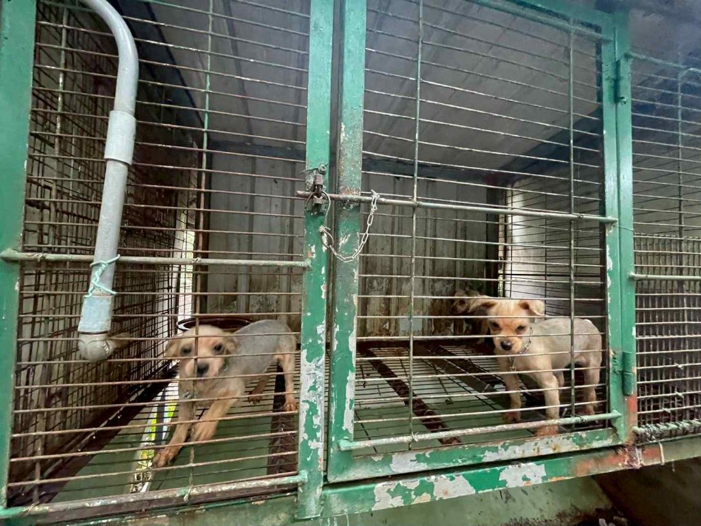 公館鄉獸醫經營犬舍涉違法　動防所稽查揭九成犬隻遭剪聲帶依法重罰