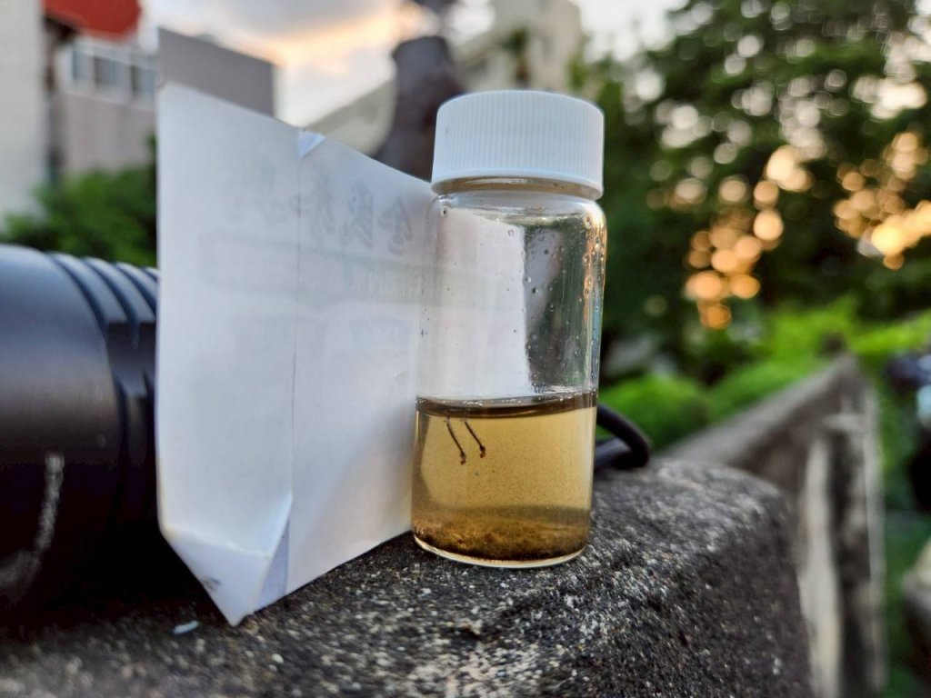 南市新增1例登革熱本土病例 為食品工廠群聚事件個案的同事