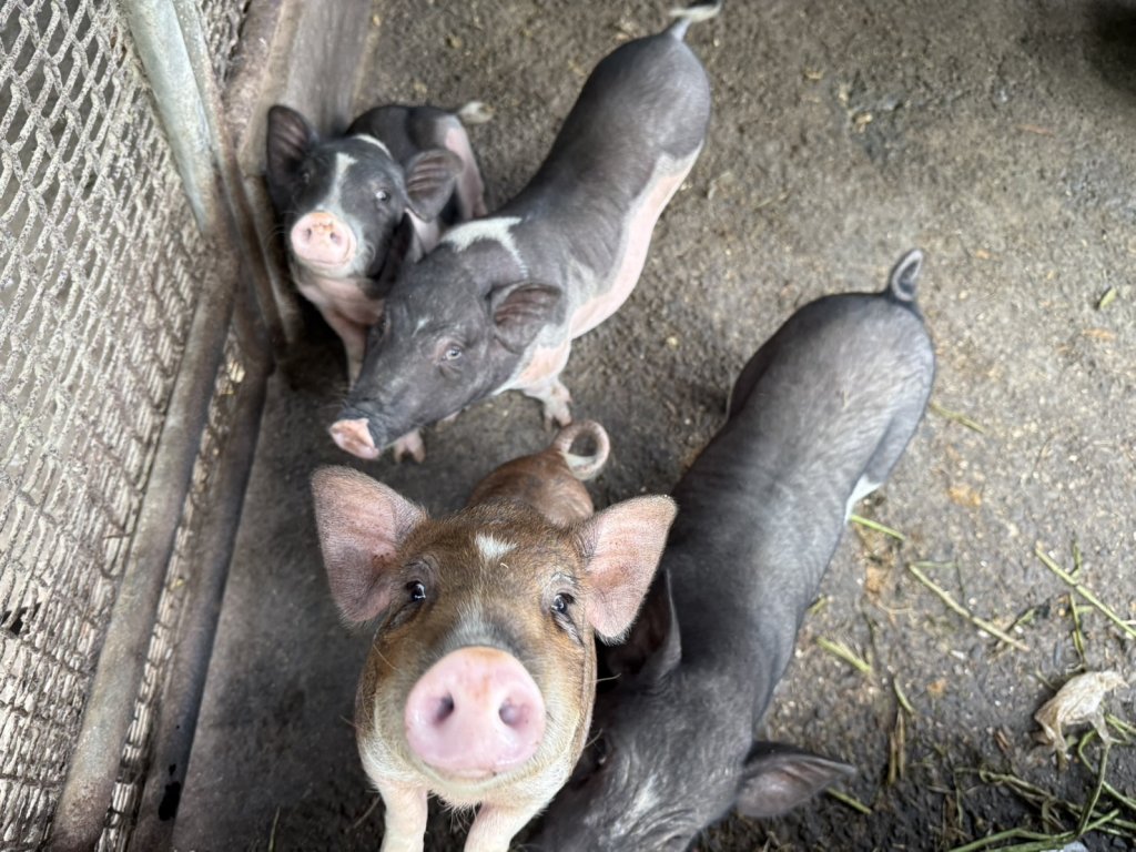 強化山區及平地小型養豬場防疫查核 嚴厲防堵非洲豬瘟入侵