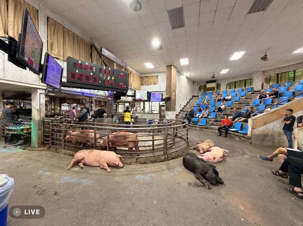 苗栗肉品市場加碼拍賣毛豬  供應量大增六成  豬價回穩  創三贏局面