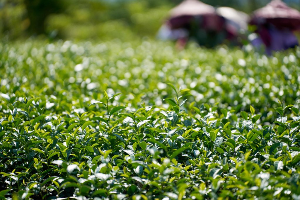 2025臺灣國際食品展　「漫漫山海・慢村臺東」透過視覺、味覺與故事交織展區在城市中品味臺東慢生活