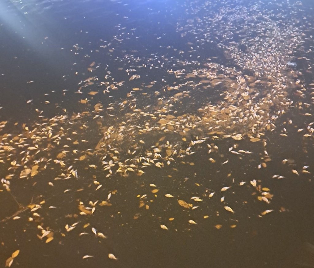 鳳凰颱風來襲下雨 安平運河又浮起魚屍