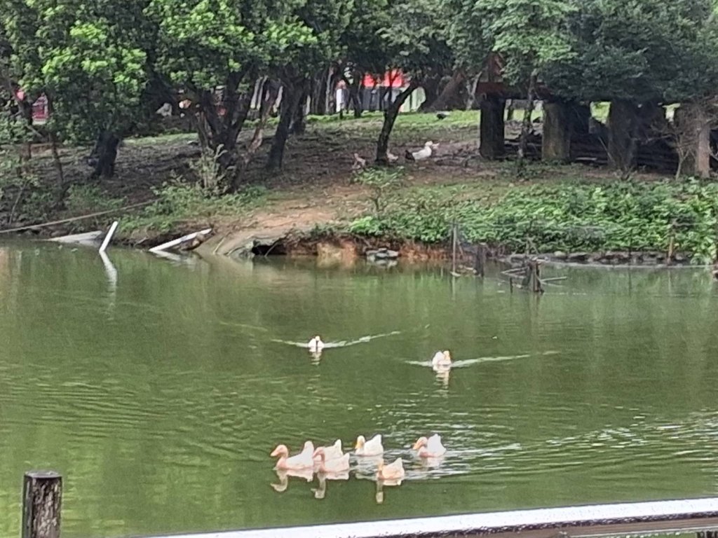 桃園八德埤塘綠意滿盈　鬼稻復育與濕地生態讓遊客驚豔