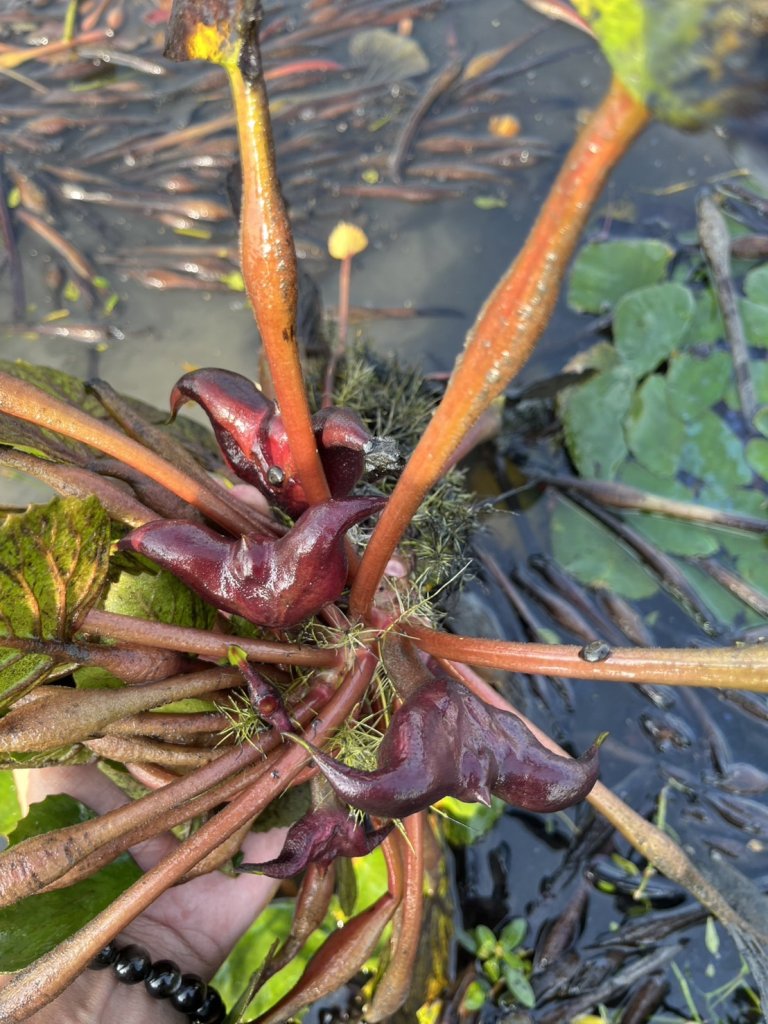 114年臺南市菱角農業資材補助 11/19日至11/28止受理申請