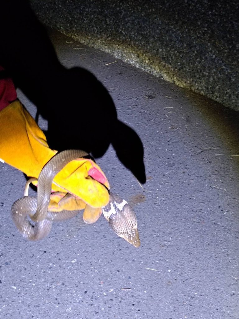 水利局所管轄的安南區山海圳腳踏車步道出現眼鏡蛇 移工不怕前往捕抓