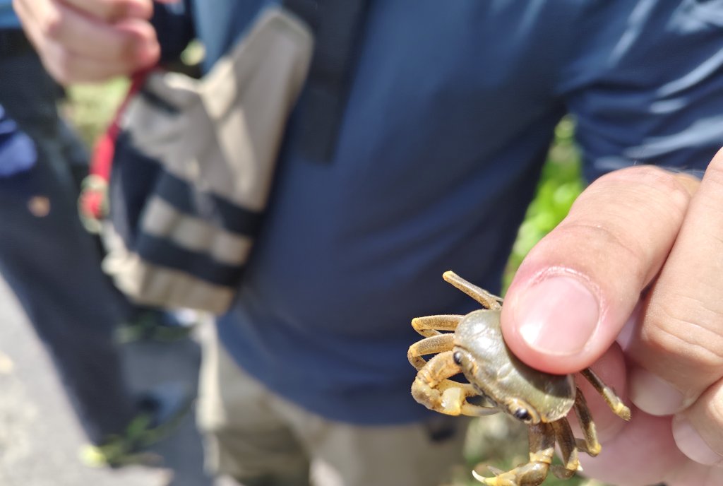 下茄苳排水治理兼顧生態保育營造 榮獲市府第七屆公共工程優質獎優等肯定