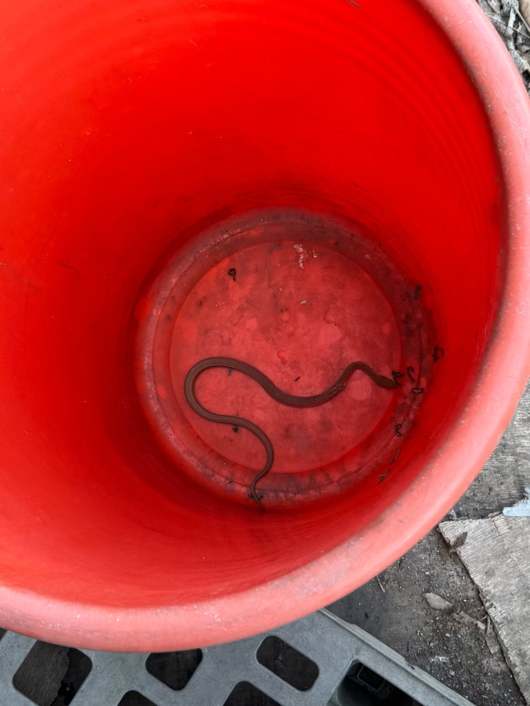 和順工業區廠區協會大樓旁私人地雜草叢生蛇蟲不斷爬出來影響人類安危 政府、地主不理