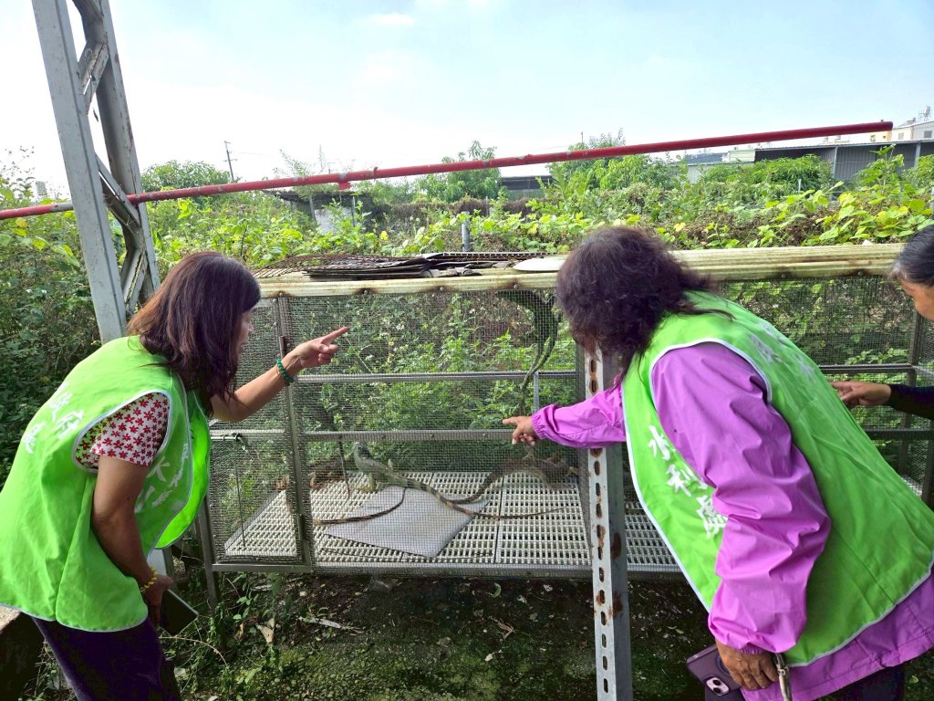 因應綠鬣蜥在南部快速擴散趨勢　屏縣水利處巡查工作與監測通報同步並進