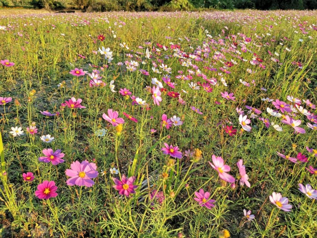 主題「童趣鄉野」x亮點「最美秘境仙草花」　竹縣2025關西仙草節冬季農遊花季盛典浪漫繽紛登場