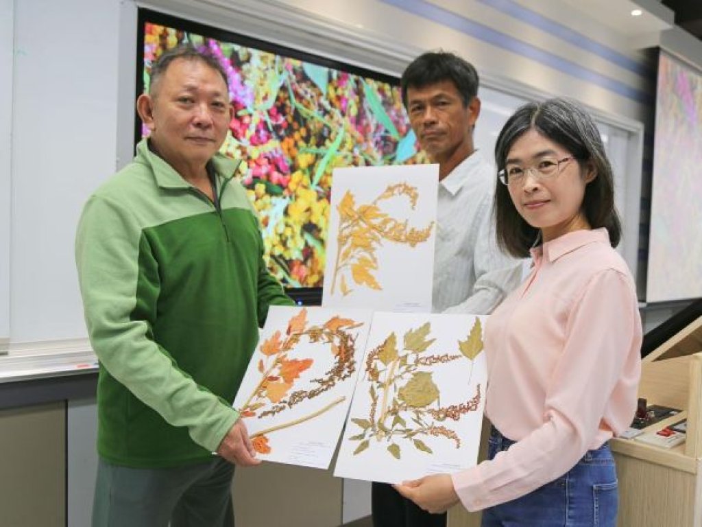 獲未來糧食美名　中山大學為「臺灣藜」建首套國際生長編碼