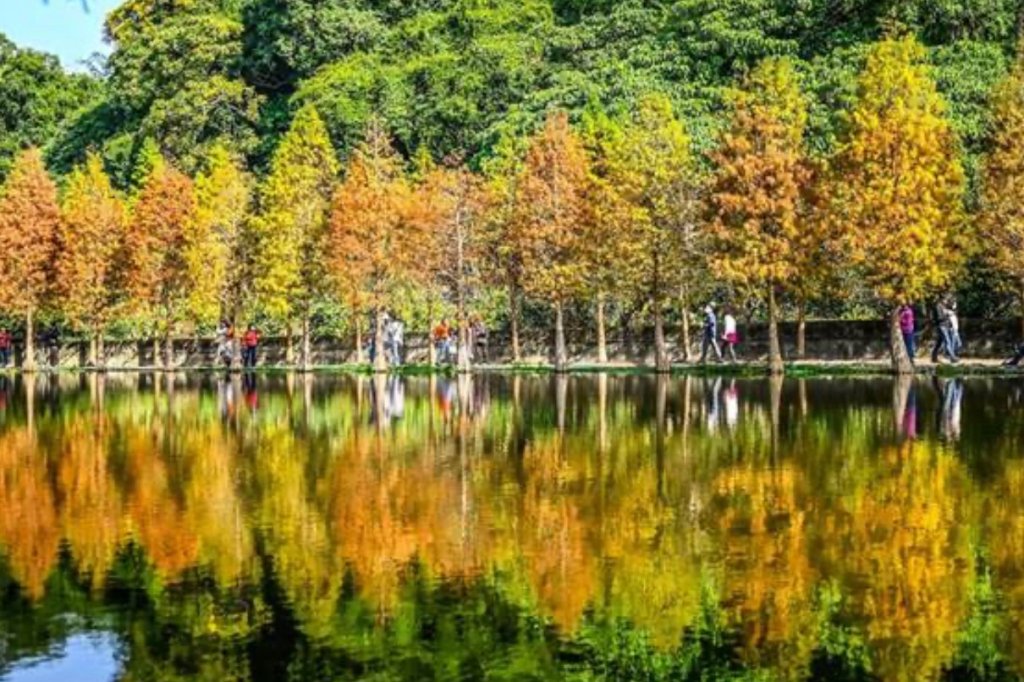 「大溪月眉人工濕地落羽松季來了! 季節限定冬季美景等你來打卡!」