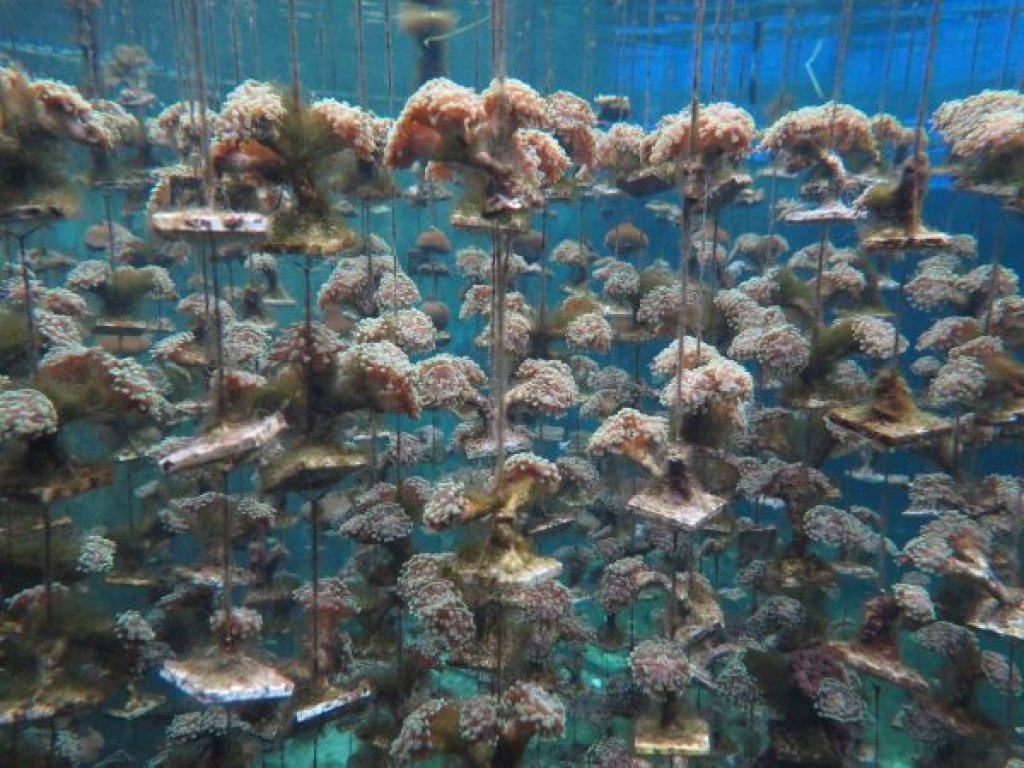 再生醫學救星　中山大學發現罕見耐熱珊瑚可做高階骨材