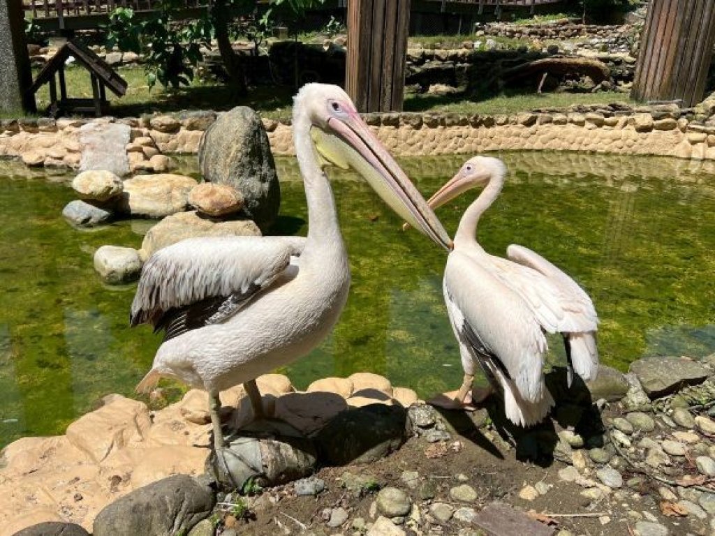 壽山動物園歲末迎「新」朋友 鵜鶘、侏儒羊、兔豚等多種動物報到