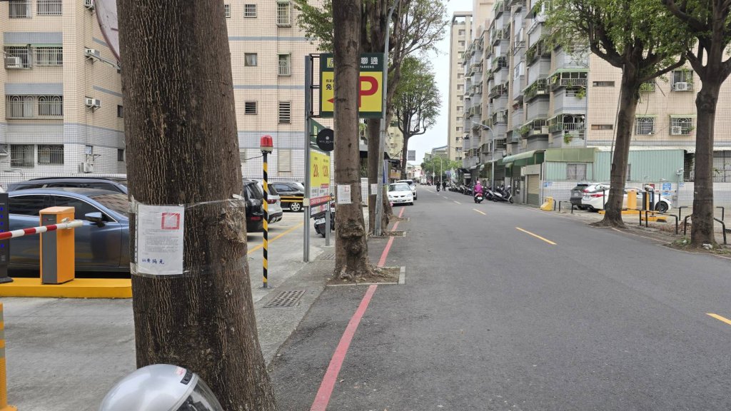 東區中華東路二段有7棵小葉欖仁樹經評估確認生長空間不足 區公所決議進行移除作業