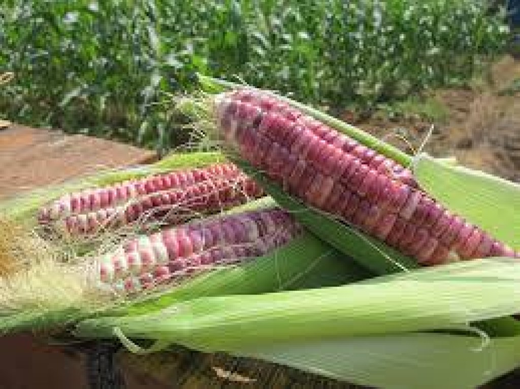 通霄鎮農會攜手拱天宮推廣彩虹玉米與越光米　限量200組天后賜福福袋25日登場