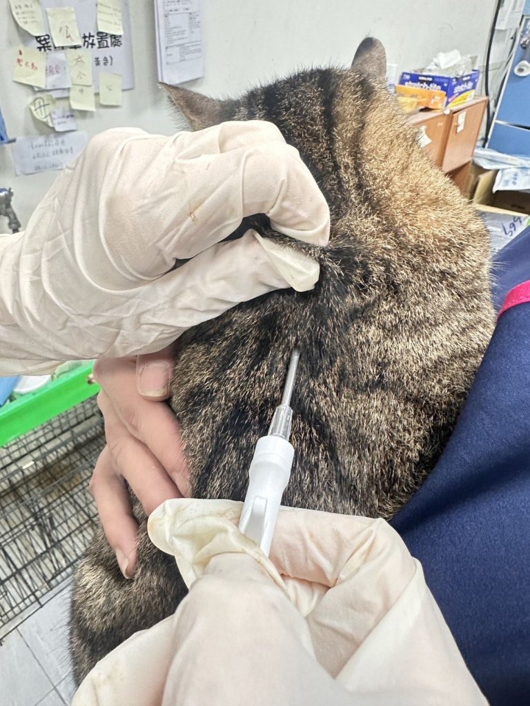 家貓自115年1月起全面納入強制登記苗栗縣持續強化犬貓防疫與源頭管理
