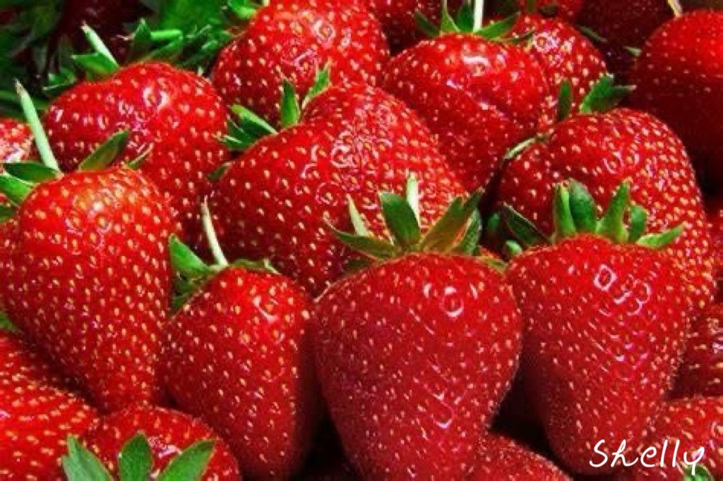 苗栗大湖草莓季採果正當時　甜蜜體驗、交通順暢