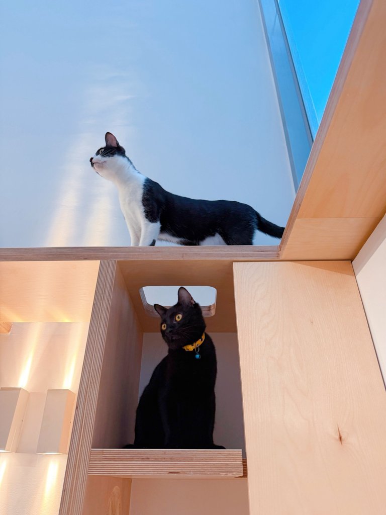 以愛心及溫馨為經營訴求 貓御守貓咪旅館正式開業