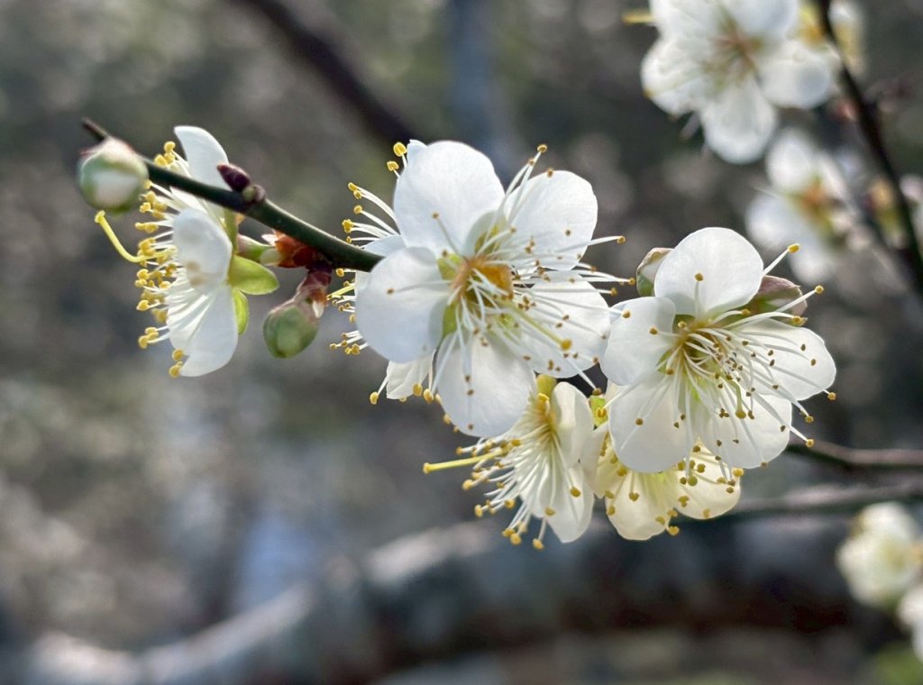 2026角板山行館梅花季 邀您漫步行館賞梅去!
